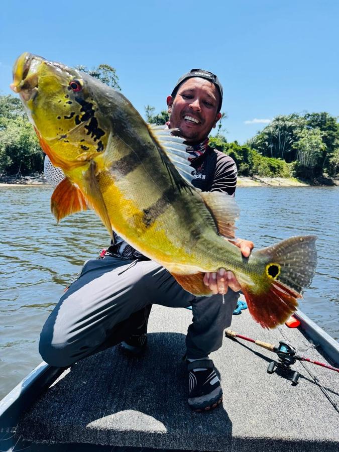 Big yellow and green peacock bass held boatside in the Amazon
