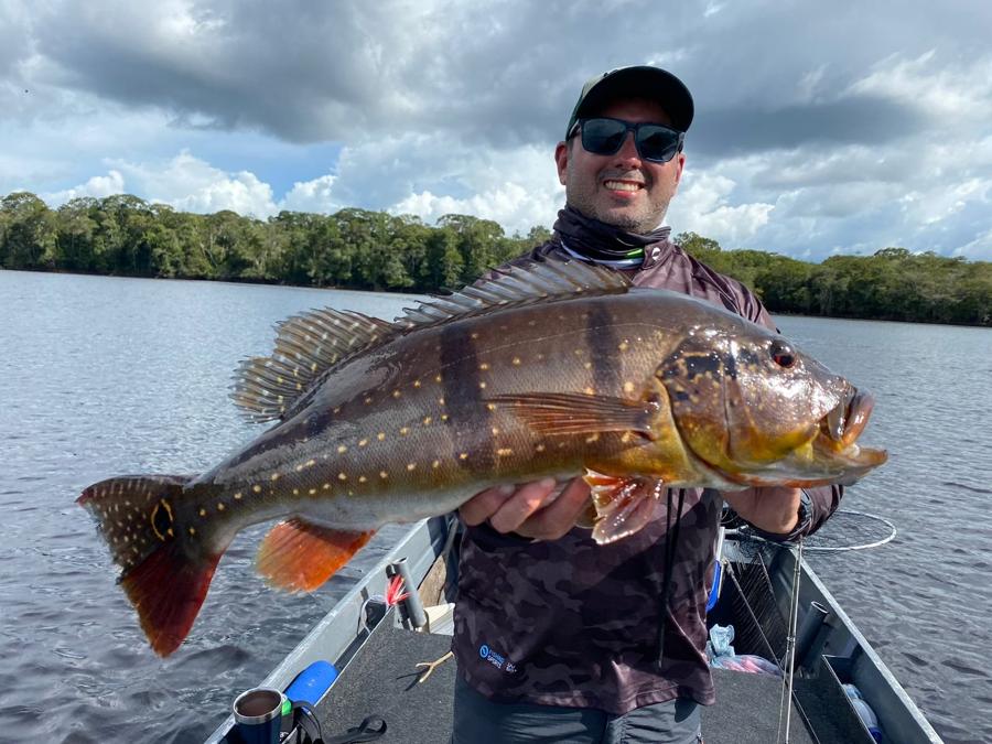 Golden-eyed peacock bass caught near Barcelos