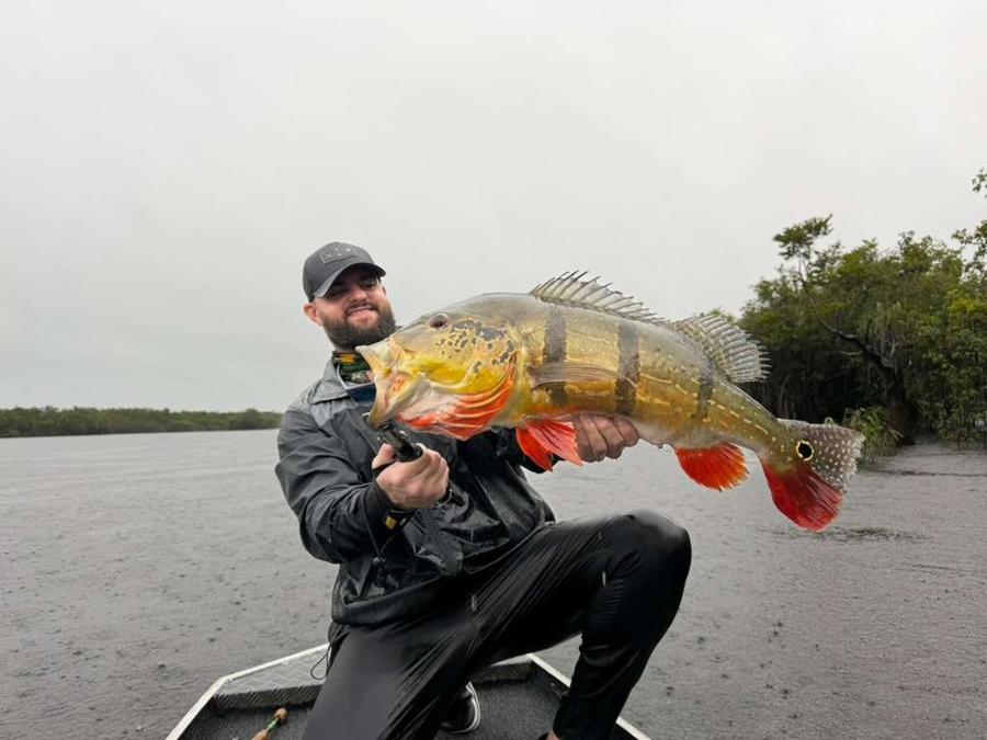 Trophy peacock bass held boatside in the rain