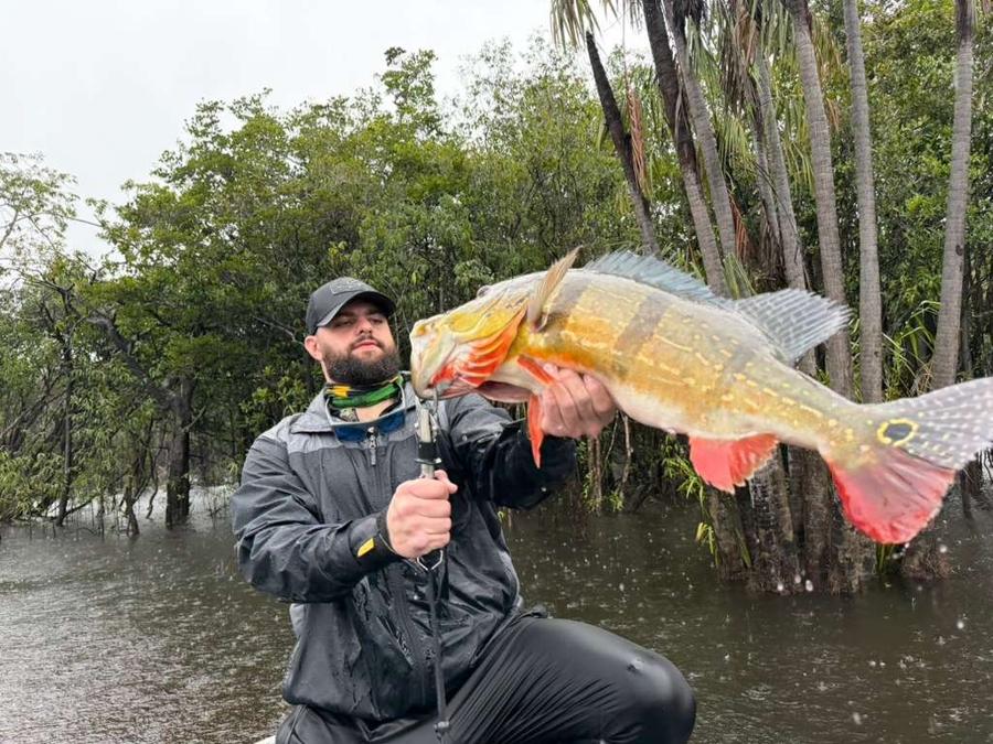 Peacock bass with bold stripes held up midriver