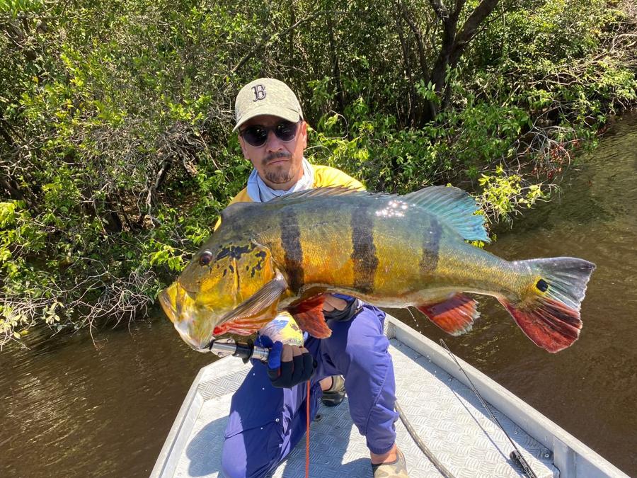Angler in a yellow jacket with a colorful peacock bass