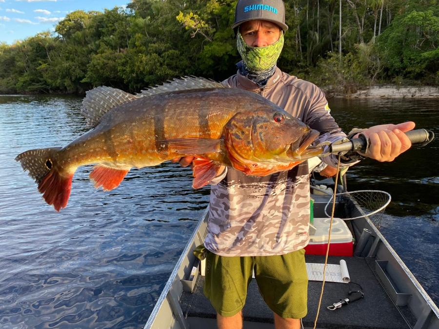 Orange-and-black peacock bass on the fish gripper