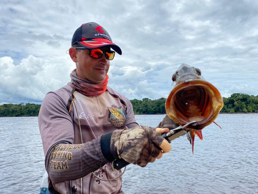 Open-mouthed peacock bass under a cloudy Amazon sky